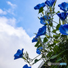 アウトレットで見つけた盛夏盛花