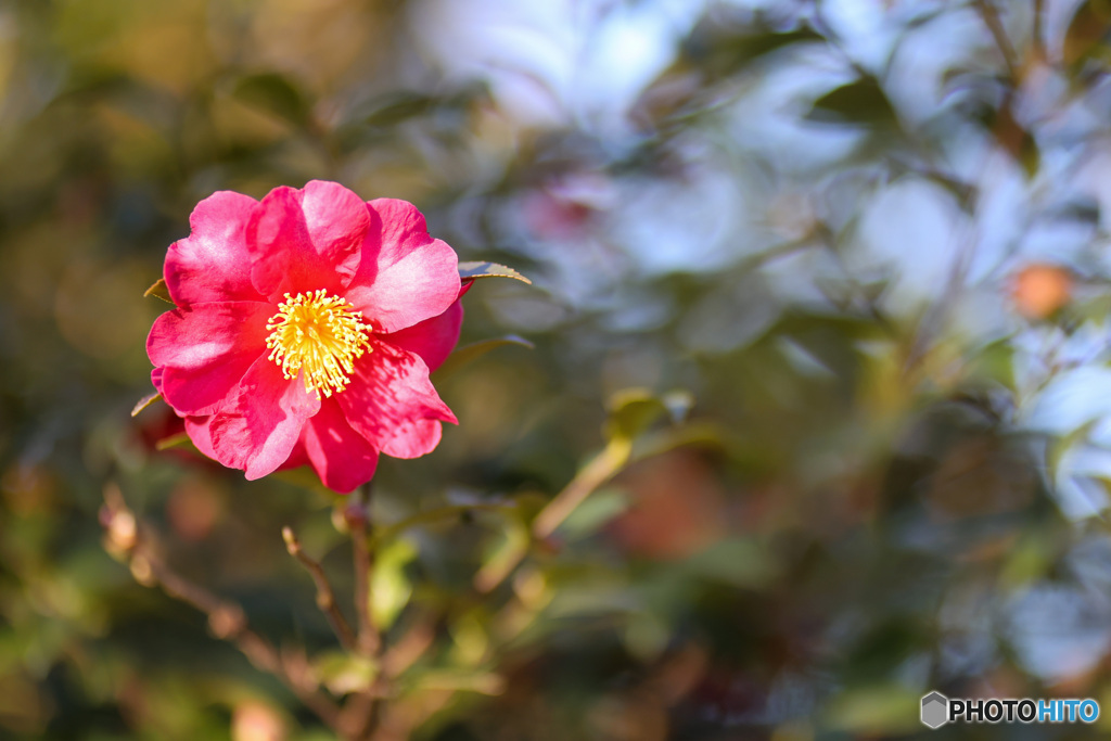 まじまじとこちらを覗き込む山茶花の花