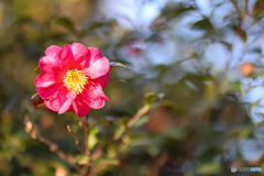 まじまじとこちらを覗き込む山茶花の花