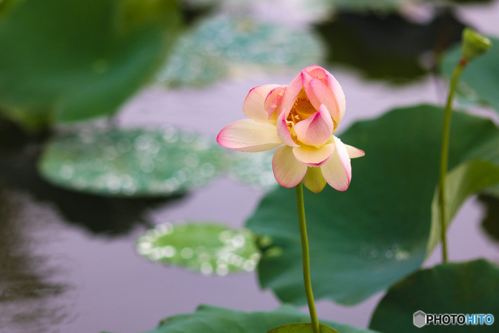 ハスの花　初撮影1