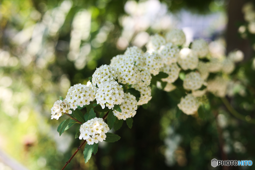 日陰で輝く小手鞠の花