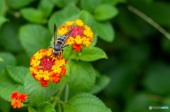 蜂も集まる庭のランタナ