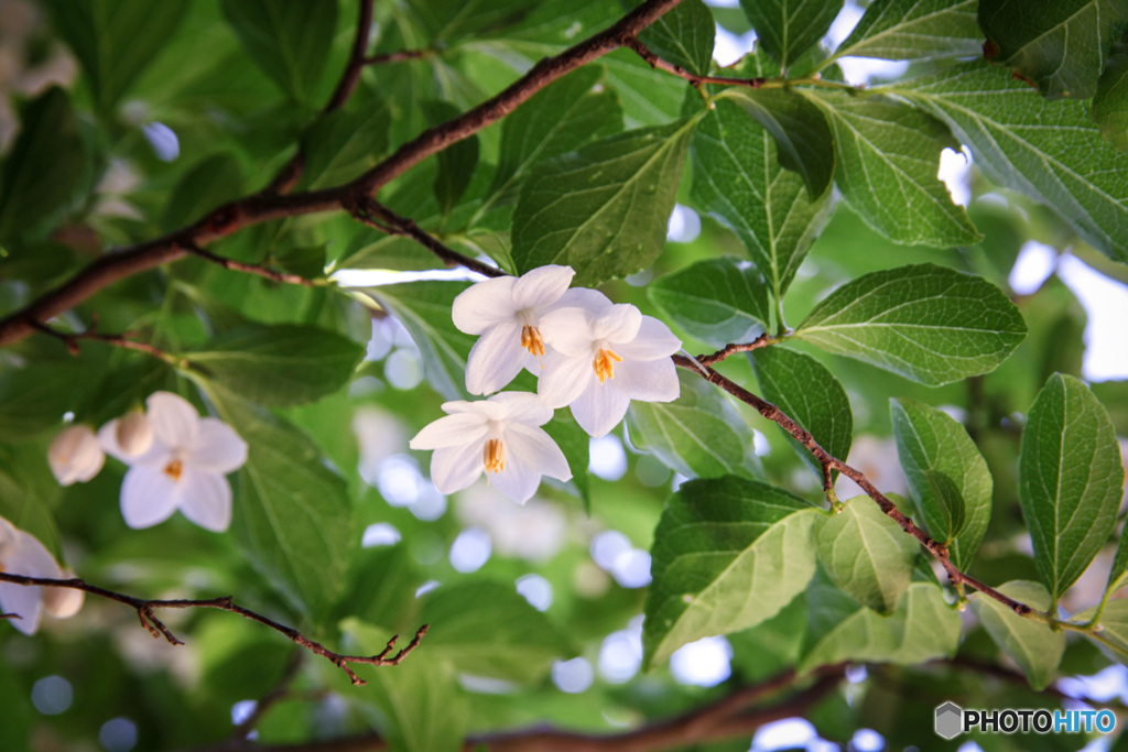 木陰で見つけた　エゴの木の花