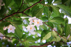 木陰で見つけた　エゴの木の花