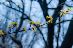 春の林を彩る山茱萸の花　その２