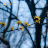 春の林を彩る山茱萸の花　その２