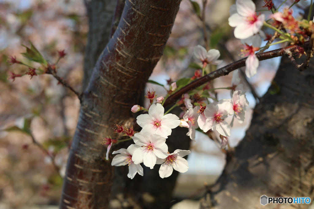 浦安の桜　最終章　その３