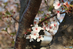 浦安の桜　最終章　その３