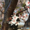 浦安の桜　最終章　その３