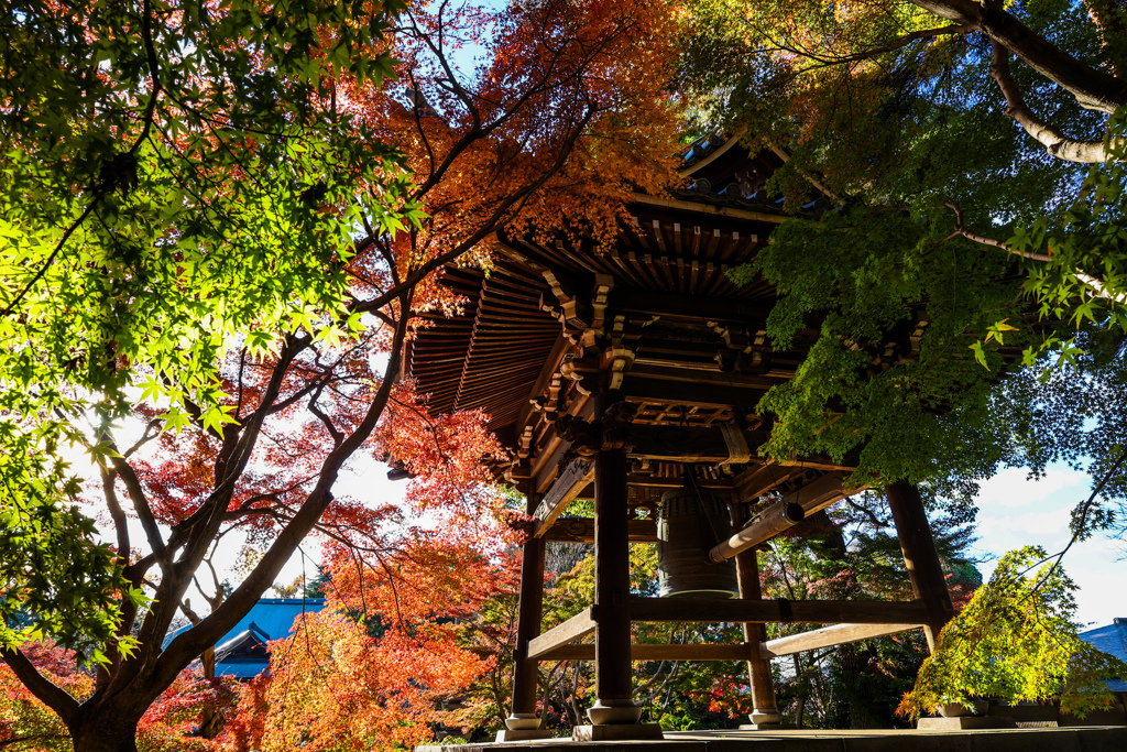 松戸　東漸寺　もみじと鐘楼