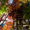 松戸　東漸寺　もみじと鐘楼