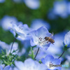 青い花に夢中な蜂さん