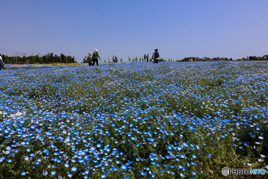 青い花畑　ネモフィラ