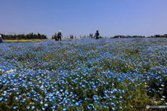 青い花畑　ネモフィラ