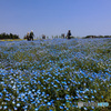 青い花畑　ネモフィラ
