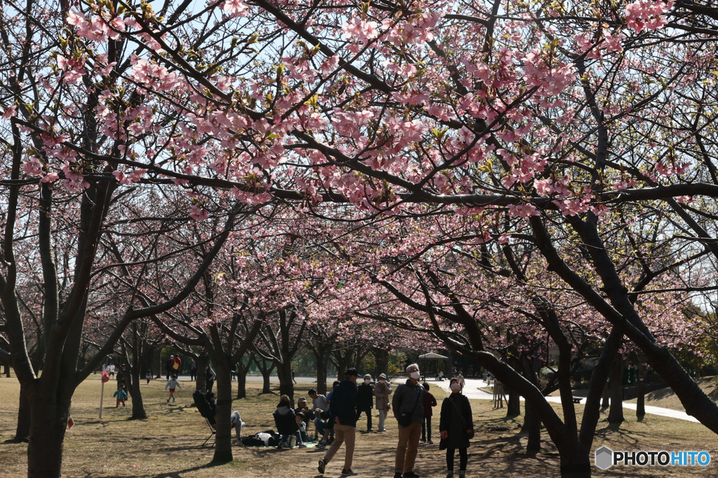 桜シーズン　中間振り返り　川津桜見の人々