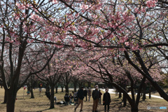 桜シーズン　中間振り返り　川津桜見の人々