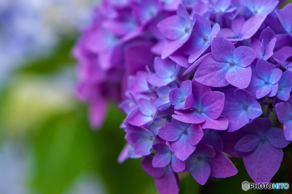 紫陽花の季節の始まり　2