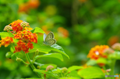 ようこそ我が庭に！　今年のシジミ蝶