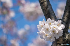 桜シーズン振り返り　幹から咲く花も満開