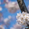 桜シーズン振り返り　幹から咲く花も満開