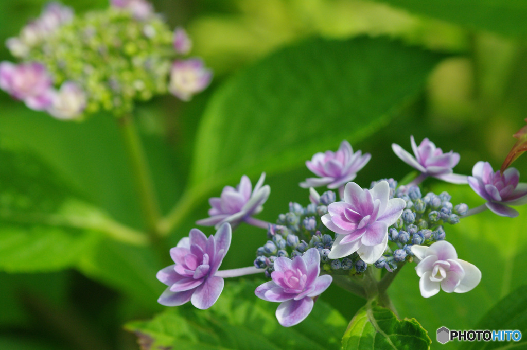 真っ盛り額紫陽花　その3