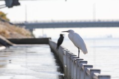 白黒コンビネーション　白いコサギと黒い鵜