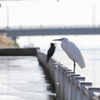 白黒コンビネーション　白いコサギと黒い鵜