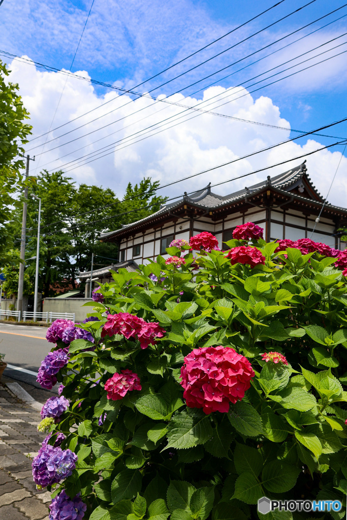 浦安　宝城院と紫陽花と雲と