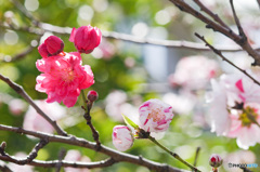 待ち遠しいな　花桃源平