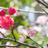 待ち遠しいな　花桃源平