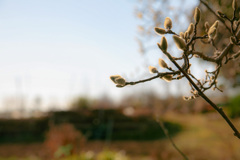 春を待つ　白木蓮