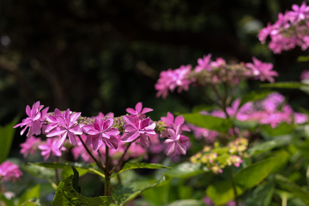 空間に遊ぶ花環たち