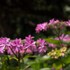 空間に遊ぶ花環たち