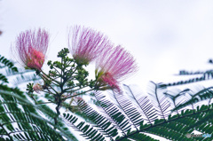 赤い糸を束ねるネムの花