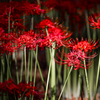 彼岸花　秋の花　その2