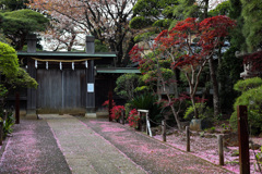 桜の絨毯　@遠壽院の門