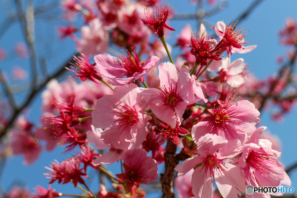 陽光桜　花散り、さらに艶姿　その２