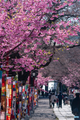 桜並木のある参道