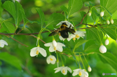 エゴの木の花　見ぃーつけた　熊ハチさんのおかげです。