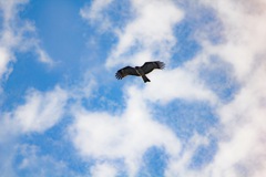 秋空のトンビ