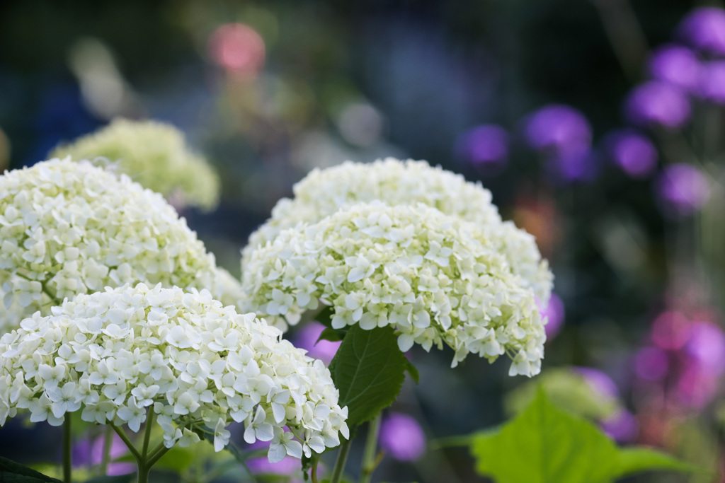 白いあじさい　鮮やかな花を背景に