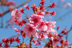 陽光桜　花散り、さらに艶姿  その１
