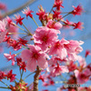 陽光桜　花散り、さらに艶姿  その１