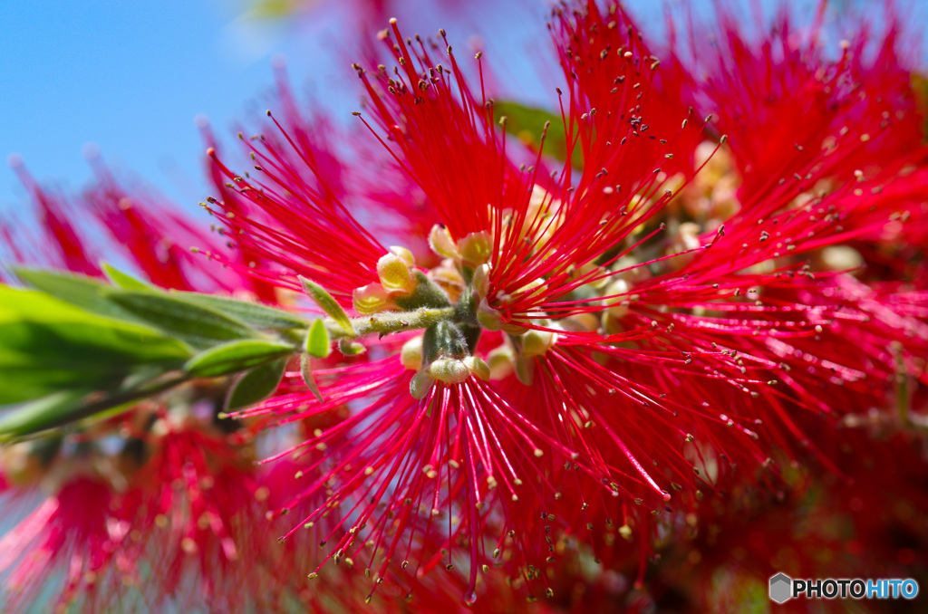 「赤いおしべ」が大爆発　ブラシの木の花　