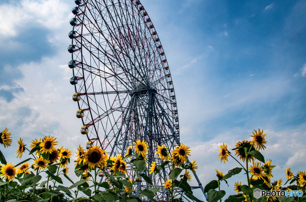 ひまわり、夏空、観覧車