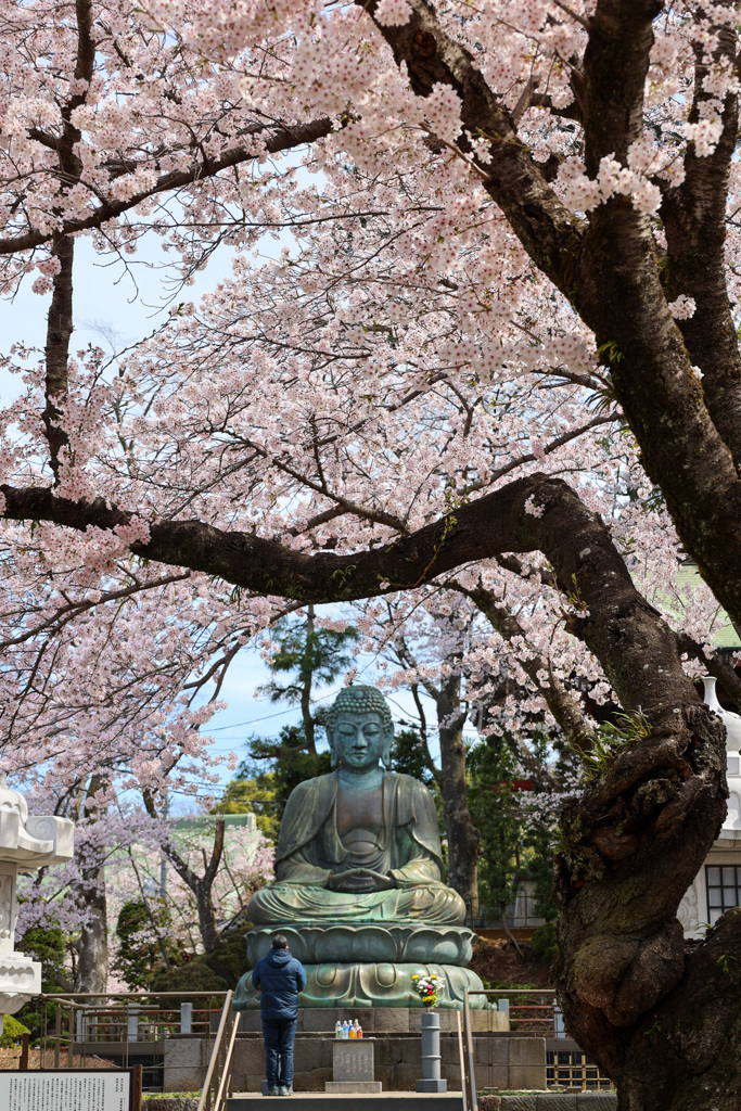 桜の花に包まれる大仏に祈る　市川法華経寺