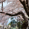 桜の花に包まれる大仏に祈る　市川法華経寺