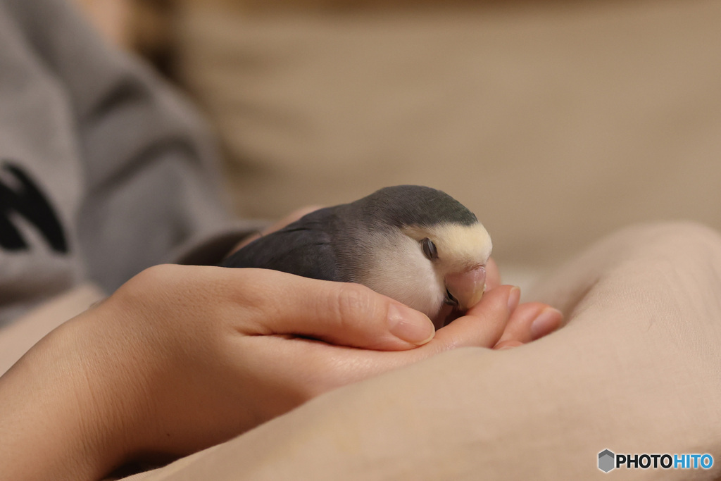 コザクラインコのうたた寝　その2