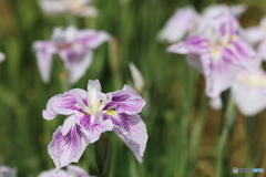 花菖蒲　潮来あやめ園にて　その1